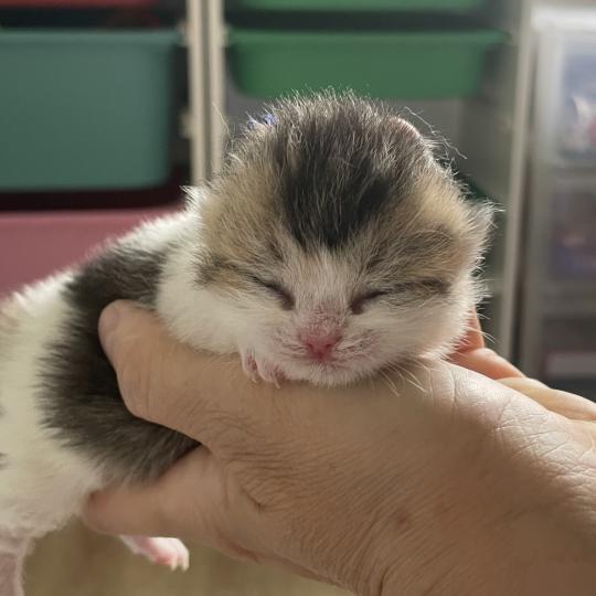 Biscuit Du Domaine de Phyr Mâle British Shorthair