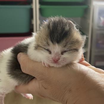 Biscuit Du Domaine de Phyr Mâle British Shorthair