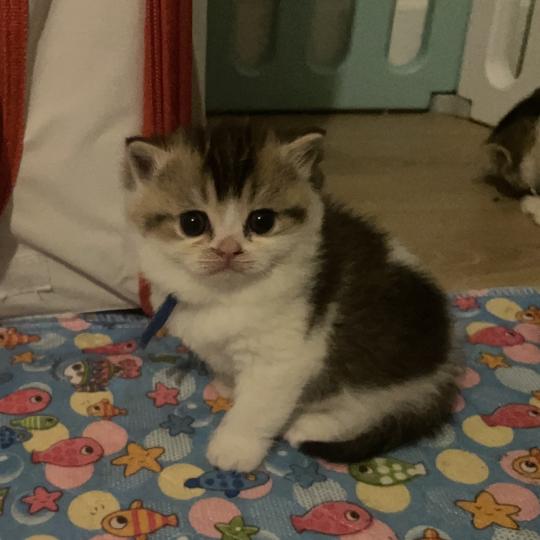 chaton British Shorthair black golden bicolor Biscuit Chatterie Le Domaine de Phyr black golden bicolor