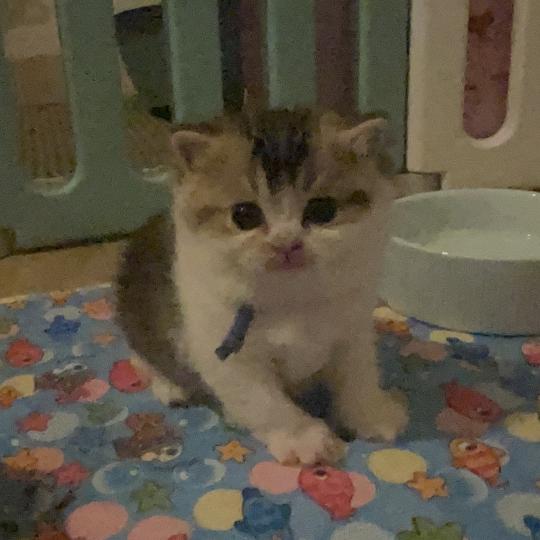chaton British Shorthair black golden bicolor Biscuit Chatterie Le Domaine de Phyr black golden bicolor