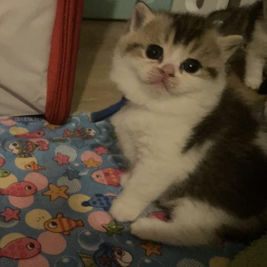 chaton British Shorthair black golden bicolor Biscuit Chatterie Le Domaine de Phyr black golden bicolor