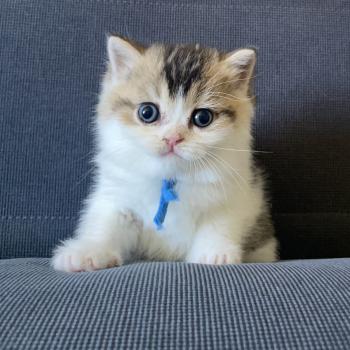 Biscuit Du Domaine de Phyr Mâle British Shorthair