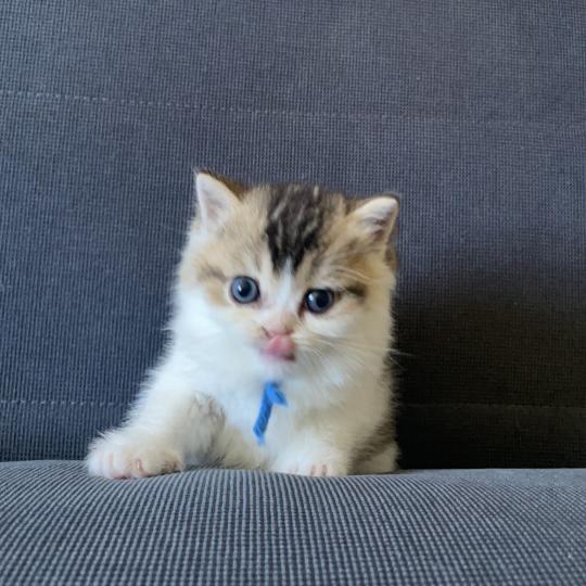 chaton British Shorthair black golden bicolor Biscuit Chatterie Le Domaine de Phyr black golden bicolor