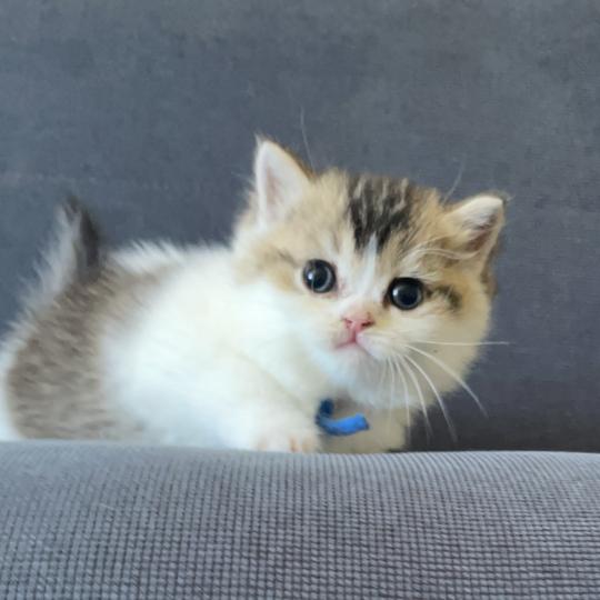 chaton British Shorthair black golden bicolor Biscuit Chatterie Le Domaine de Phyr black golden bicolor
