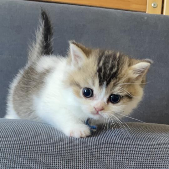 chaton British Shorthair black golden bicolor Biscuit Chatterie Le Domaine de Phyr black golden bicolor