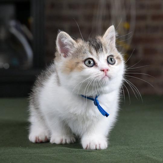 chaton British Shorthair black golden bicolor Biscuit Chatterie Le Domaine de Phyr black golden bicolor