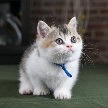 Biscuit Du Domaine de Phyr Mâle British Shorthair