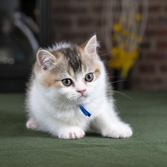 chaton British Shorthair black golden bicolor Biscuit Chatterie Le Domaine de Phyr black golden bicolor
