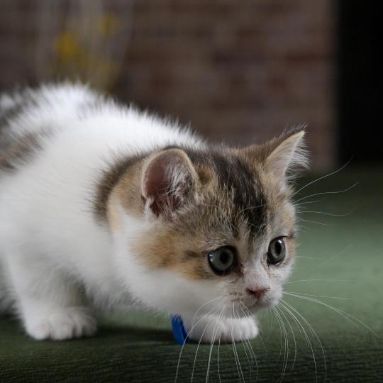 chaton British Shorthair black golden bicolor Biscuit Chatterie Le Domaine de Phyr black golden bicolor