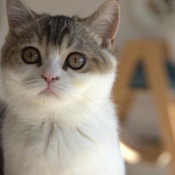 Biscuit Du Domaine de Phyr Mâle British Shorthair