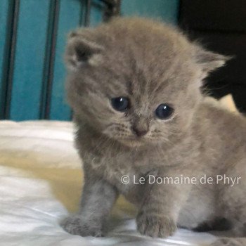 Azur Du Domaine de Phyr Mâle British Shorthair