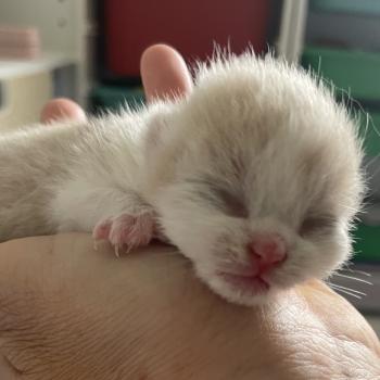 Blink Du Domaine de Phyr Mâle British Shorthair