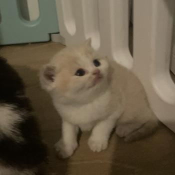 Blink Du Domaine de Phyr Mâle British Shorthair
