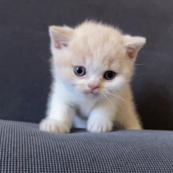Blink Du Domaine de Phyr Mâle British Shorthair