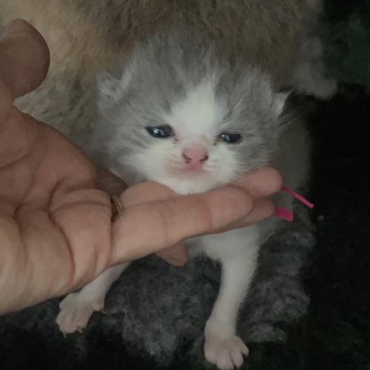 chaton British Shorthair blue bicolor Blizzard Chatterie Le Domaine de Phyr blue bicolor