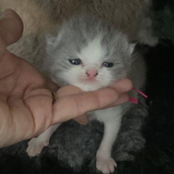Blizzard Du Domaine de Phyr Mâle British Shorthair
