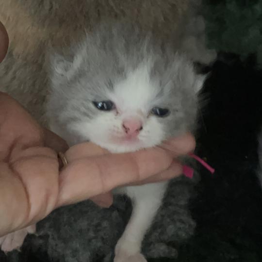 chaton British Shorthair blue bicolor Blizzard Chatterie Le Domaine de Phyr blue bicolor