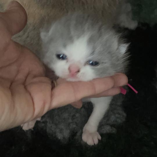 chaton British Shorthair blue bicolor Blizzard Chatterie Le Domaine de Phyr blue bicolor