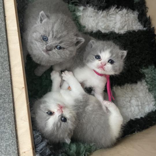 chaton British Shorthair blue bicolor Blizzard Chatterie Le Domaine de Phyr blue bicolor