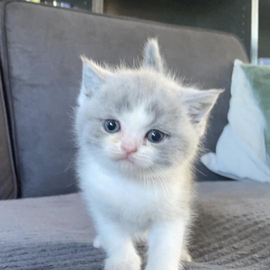 chaton British Shorthair blue bicolor Blizzard Chatterie Le Domaine de Phyr blue bicolor