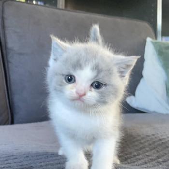 Blizzard Du Domaine de Phyr Mâle British Shorthair