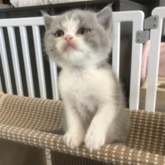 chaton British Shorthair blue bicolor Blizzard Chatterie Le Domaine de Phyr blue bicolor