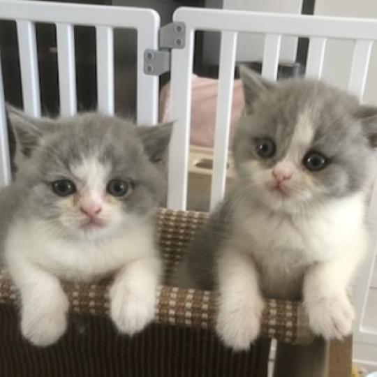 chaton British Shorthair blue bicolor Blizzard Chatterie Le Domaine de Phyr blue bicolor