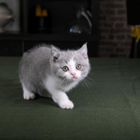 chaton British Shorthair blue bicolor Blizzard Chatterie Le Domaine de Phyr blue bicolor