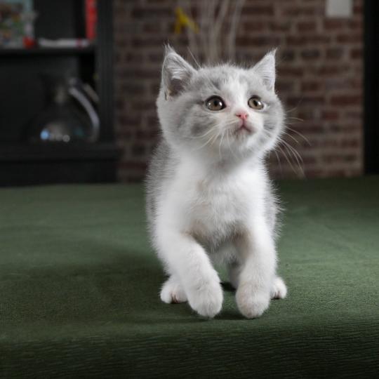 chaton British Shorthair blue bicolor Blizzard Chatterie Le Domaine de Phyr blue bicolor