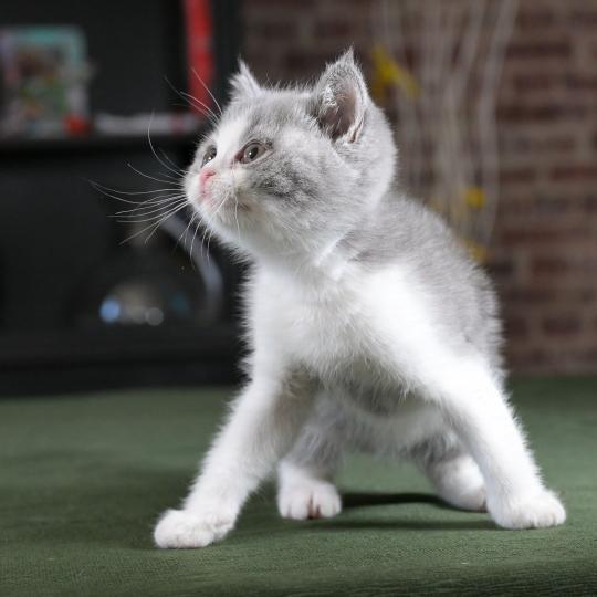 chaton British Shorthair blue bicolor Blizzard Chatterie Le Domaine de Phyr blue bicolor