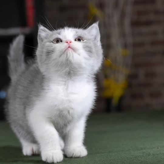 chaton British Shorthair blue bicolor Blizzard Chatterie Le Domaine de Phyr blue bicolor