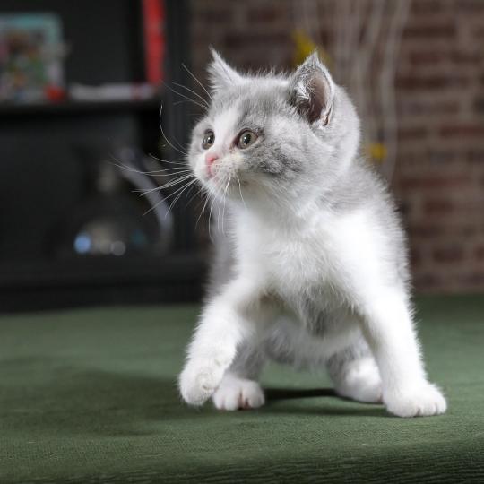 chaton British Shorthair blue bicolor Blizzard Chatterie Le Domaine de Phyr blue bicolor