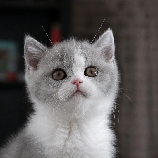 chaton British Shorthair blue bicolor Blizzard Chatterie Le Domaine de Phyr blue bicolor