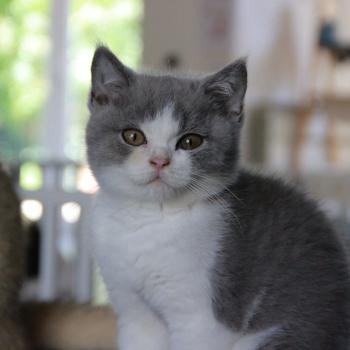 Blizzard Du Domaine de Phyr Mâle British Shorthair