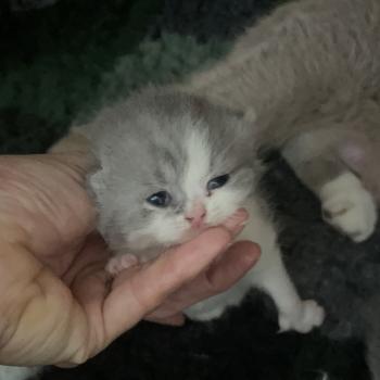 Blue star Du Domaine de Phyr Femelle British Shorthair