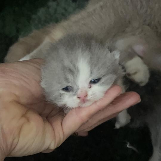 chaton British Shorthair blue bicolor Blue star Chatterie Le Domaine de Phyr blue bicolor