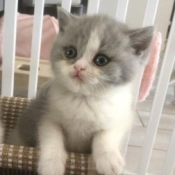 Blue star Du Domaine de Phyr Femelle British Shorthair