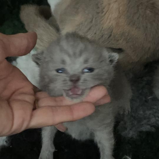 chaton British Shorthair blue Bluemoon Chatterie Le Domaine de Phyr blue 