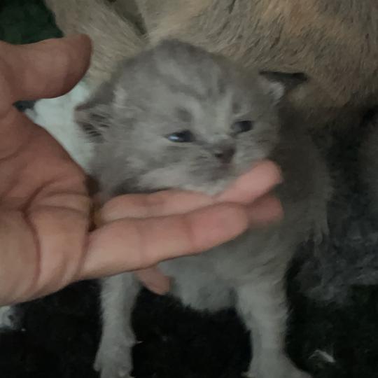 chaton British Shorthair blue Bluemoon Chatterie Le Domaine de Phyr blue 