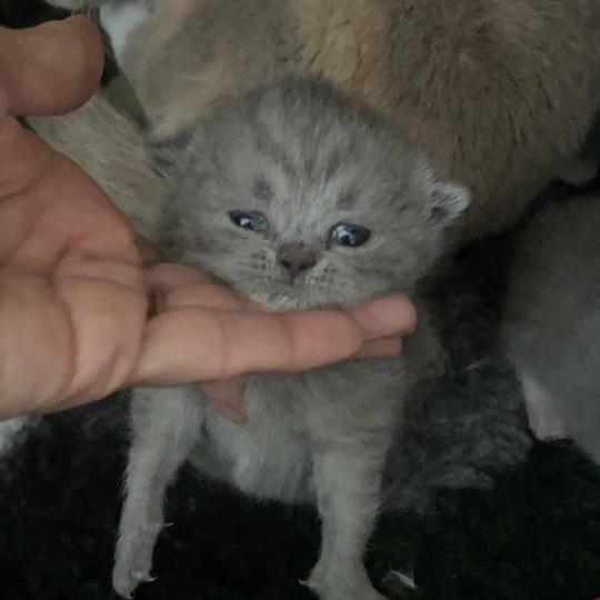 chaton British Shorthair blue Bluemoon Chatterie Le Domaine de Phyr blue 