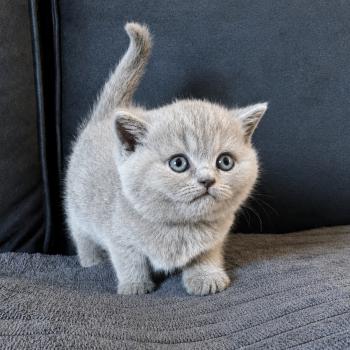 Bluemoon Du Domaine de Phyr Femelle British Shorthair