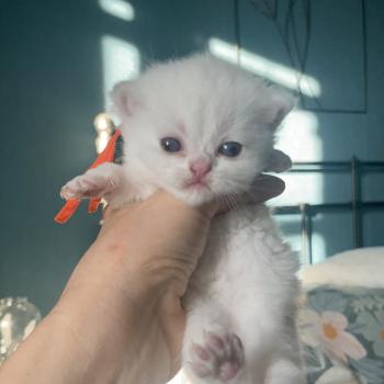 Boston Du Domaine de Phyr Mâle British Shorthair