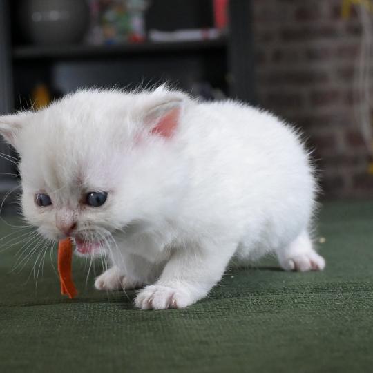 chaton British Shorthair blue golden point Boston Chatterie Le Domaine de Phyr blue golden point