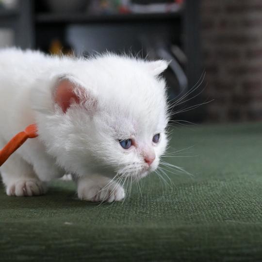 chaton British Shorthair blue golden point Boston Chatterie Le Domaine de Phyr blue golden point
