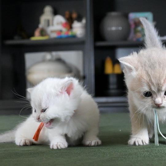 chaton British Shorthair blue golden point Boston Chatterie Le Domaine de Phyr blue golden point