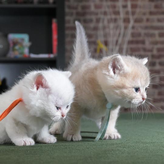 chaton British Shorthair blue golden point Boston Chatterie Le Domaine de Phyr blue golden point