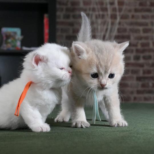 chaton British Shorthair blue golden point Boston Chatterie Le Domaine de Phyr blue golden point