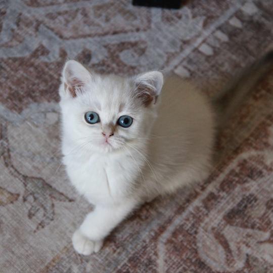 chaton British Shorthair blue golden point Boston Chatterie Le Domaine de Phyr blue golden point
