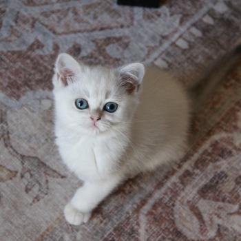 Boston Du Domaine de Phyr Mâle British Shorthair