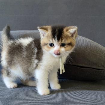 Brownie Du Domaine de Phyr Mâle British Shorthair